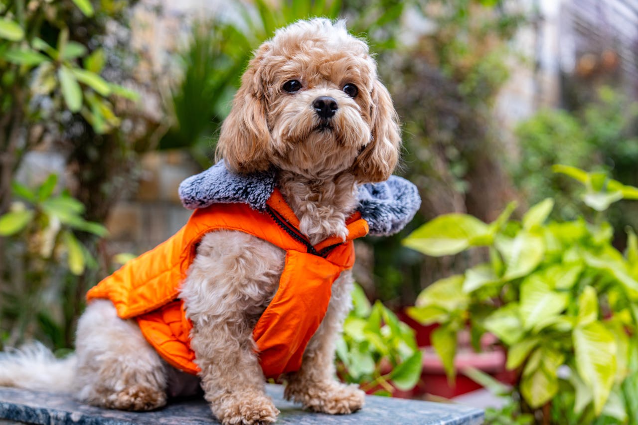 Adorable small dog in an orange jacket surrounded by greenery, perfect for nature scenes.