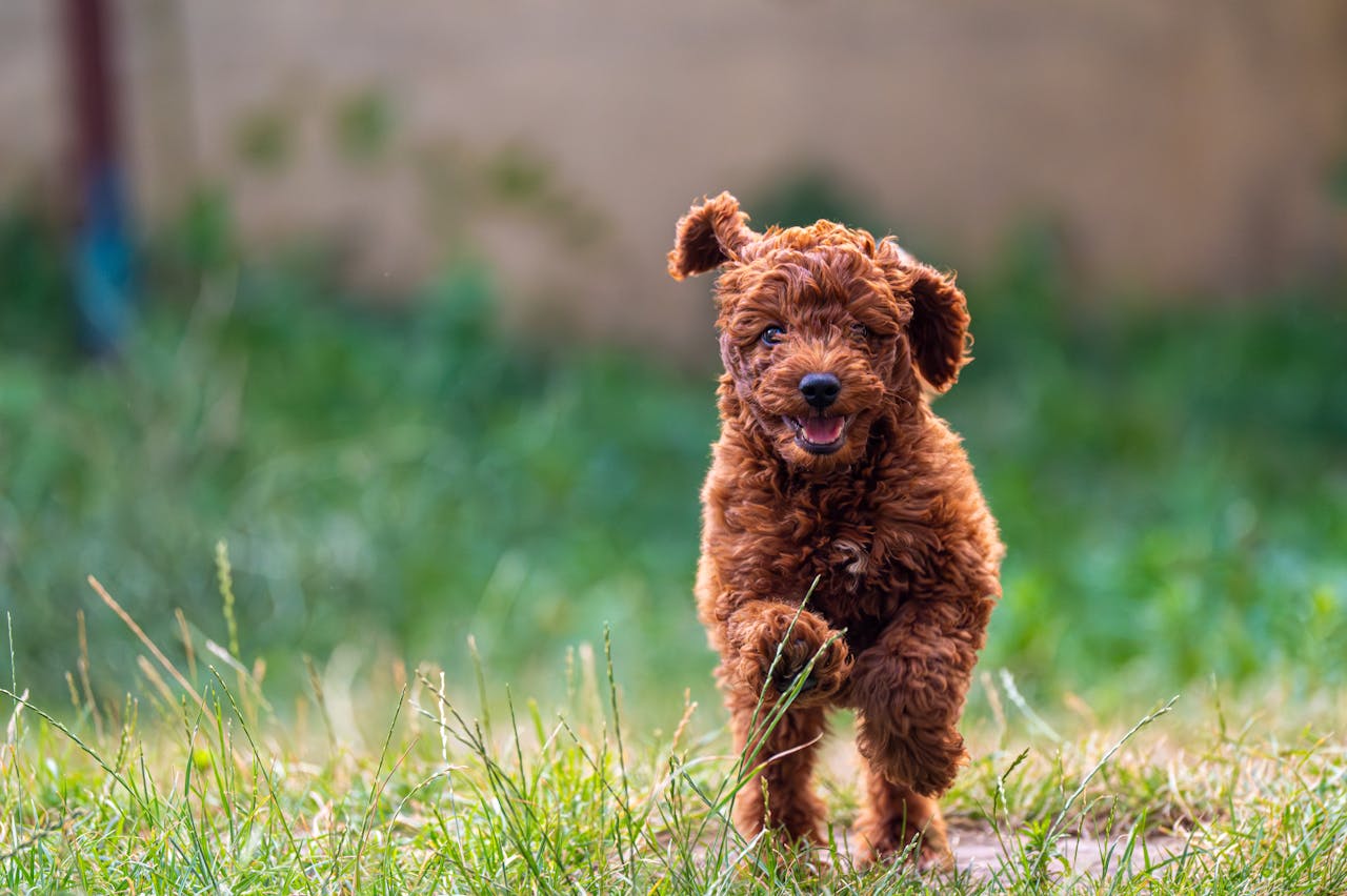 Adorable brown poodle puppy joyfully running on green grass in a sunny backyard.
